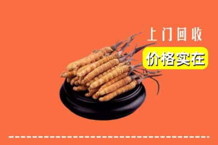 海口市回收冬虫夏草